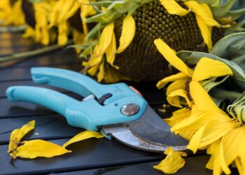 Shield Your Hands: The Ultimate Guide to Choosing and Using Garden Gloves