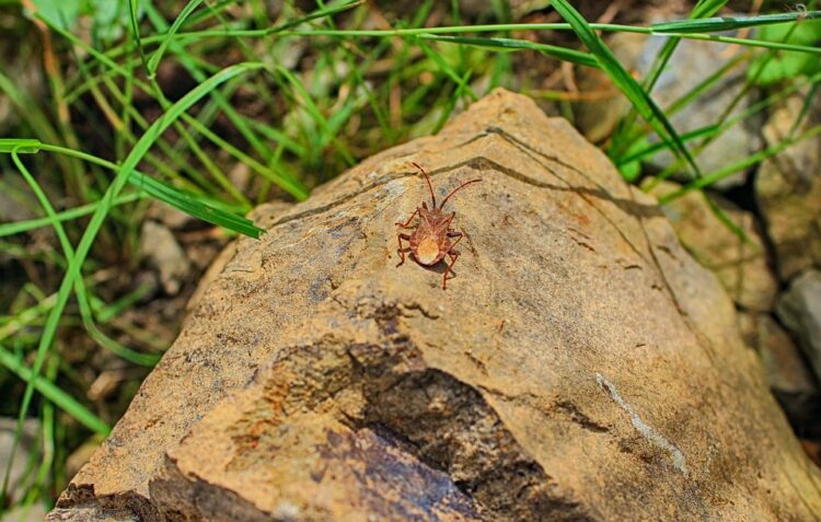 Battle of the Bugs: Conquering Common Garden Pests