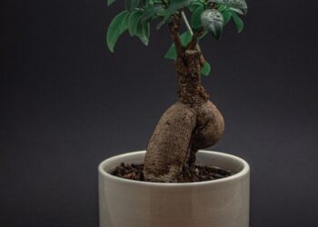 Maximizing Your Space: The Ultimate Guide to Indoor Gardening Solutions