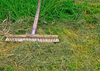 Sprinkle and Shine: The Ultimate Guide to Watering Cans