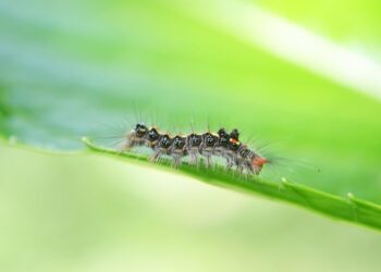 Mastering Pest Control: Strategies for a Pest-Free Environment