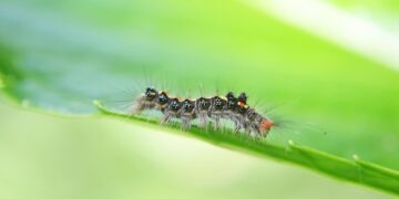 Mastering Pest Control: Strategies for a Pest-Free Environment