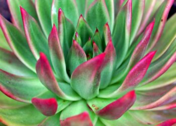 Shedding Light on Plant Needs: Understanding the Importance of Proper Lighting for Healthy Growth