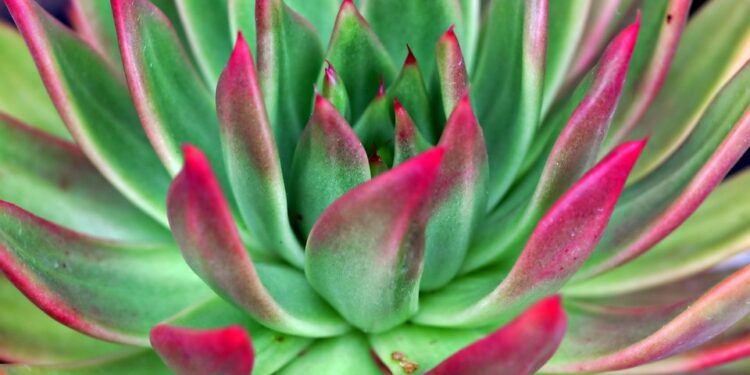 Shedding Light on Plant Needs: Understanding the Importance of Proper Lighting for Healthy Growth