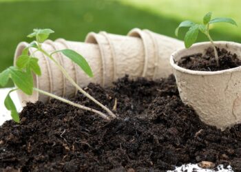 Greening Your Garden: The Ultimate Guide to Water-Wise Gardening