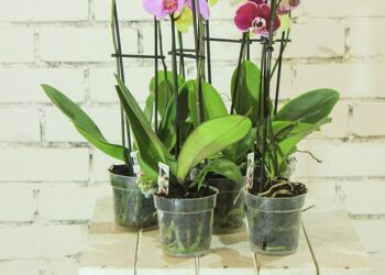 Bringing the Outdoors In: Transforming Your Space with Indoor Garden Design