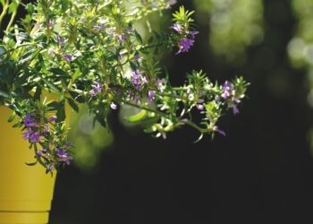 Breathing Easy: The Top Air-Purifying Houseplants for a Healthier Home