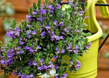 Growing Green: The Ultimate Guide to Sustainable Gardening Practices