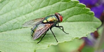 Grow Green: The Ultimate Guide to Sustainable and Resource-Efficient Gardening