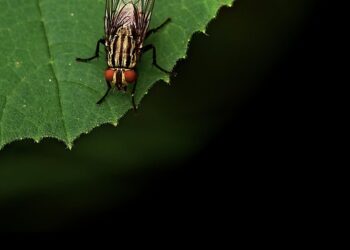 Conquering Garden Pests: A Step-by-Step Guide to Protecting Your Plants