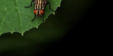 Conquering Garden Pests: A Step-by-Step Guide to Protecting Your Plants