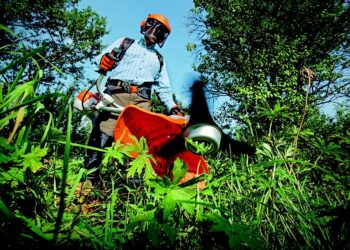 The Ultimate Guide to Thriving Indoor Plants: Tips and Tricks for Green Thumbs