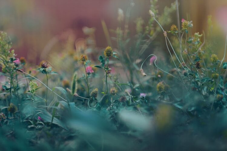 Thriving in Thyme: The Ultimate Guide to Growing an Indoor Herb Garden