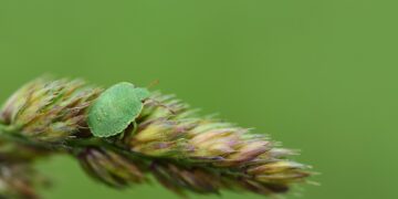 Thriving Greens: A Guide to Optimal Plant Health and Vibrancy