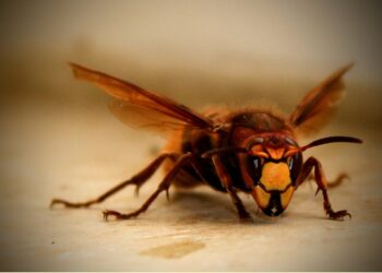 Battle of the Bugs: Conquering Garden Pests for a Bountiful Harvest