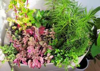 The Green Touch: Elevate Your Home with Stylish Indoor Plant Pots