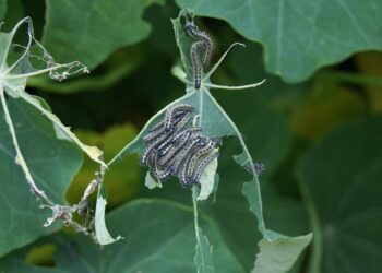 Mastering Weed Control: Strategies for a Lush, Weed-Free Landscape