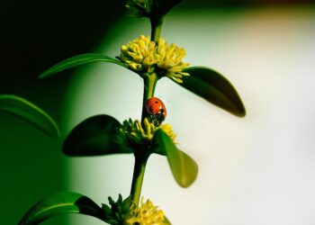 Building a Resilient Garden: The Power of Disease-Resistant Plants