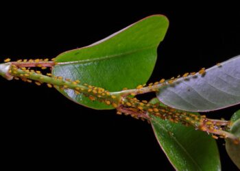 Pest-Free Living: The Ultimate Guide to Infestation Solutions