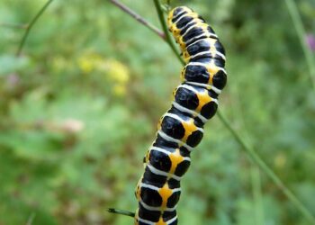 Unveiling the Silent Killers: The Devastating Impact of Plant Diseases