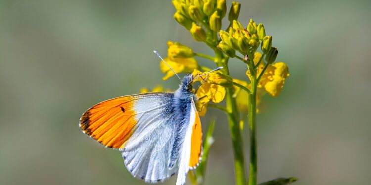Green Thumb Guide: Mastering the Art of Indoor Plant Care