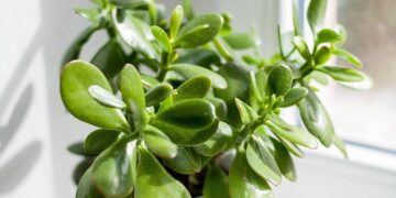 Shining Bright: The Ultimate Guide to Indoor Plant Lighting