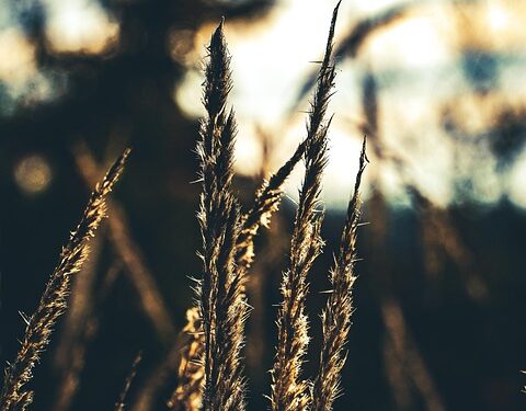 Mastering the Art of Plant Pruning: A Guide to Cultivating Healthy and Beautiful Gardens