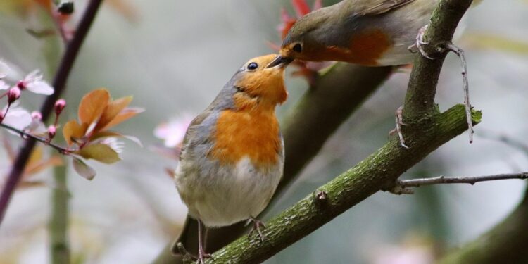 Cracking the Code: Uncovering the Best Soil Types for Thriving Plants