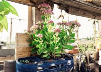 Growing Green: Sustainable Low-Impact Gardening Strategies for a Greener Future