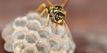 Natural Solutions: Harnessing the Power of Organic Pest Control for a Greener Future